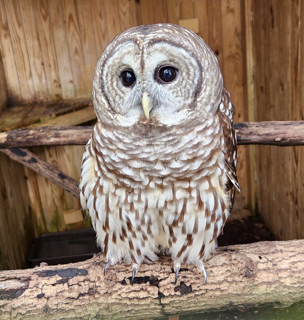 Environmental Studies Center (AL) - Barred Owl