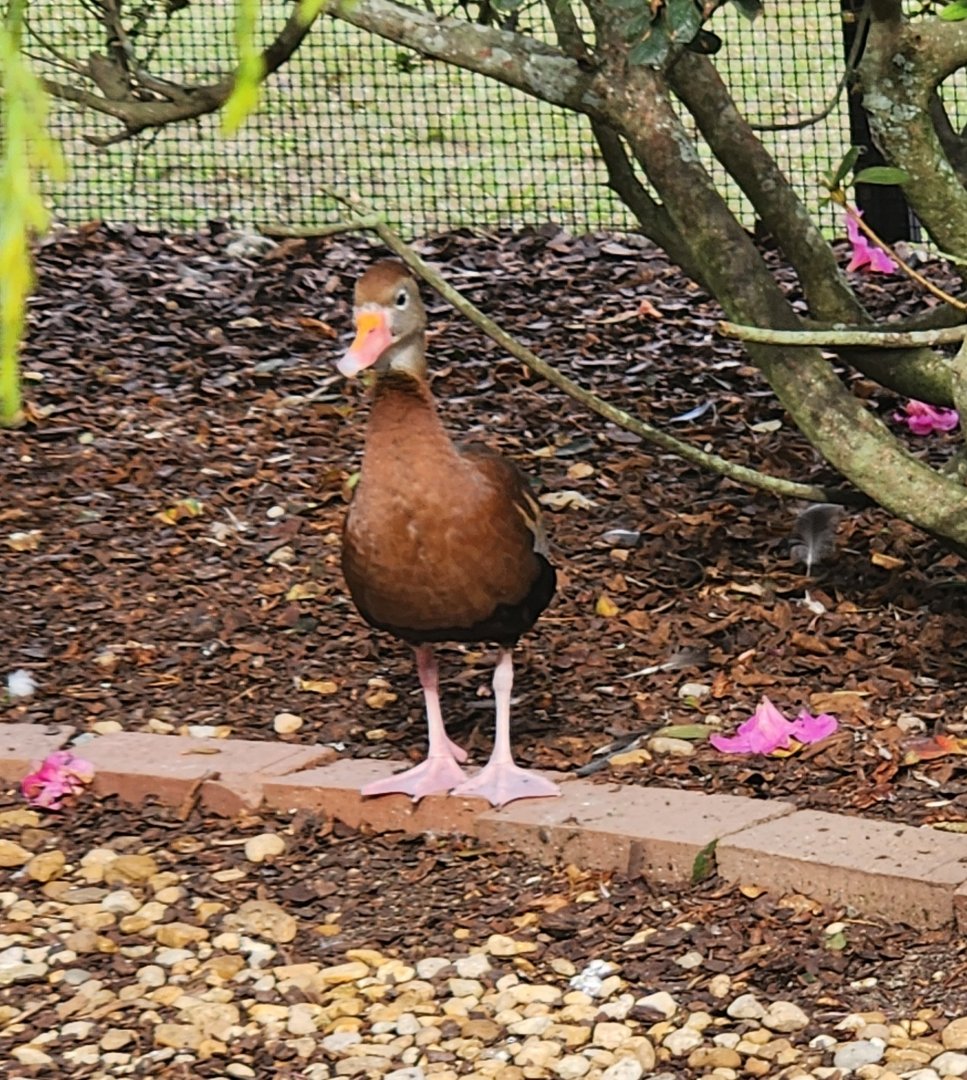 Environmental Studies Center (AL) - Black-bellied Whistling Duck
