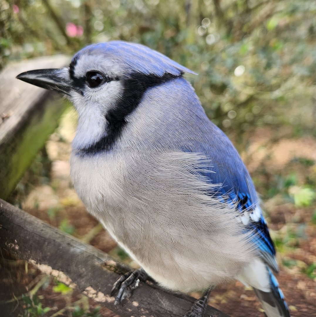 Environmental Studies Center (AL) - Blue Jay