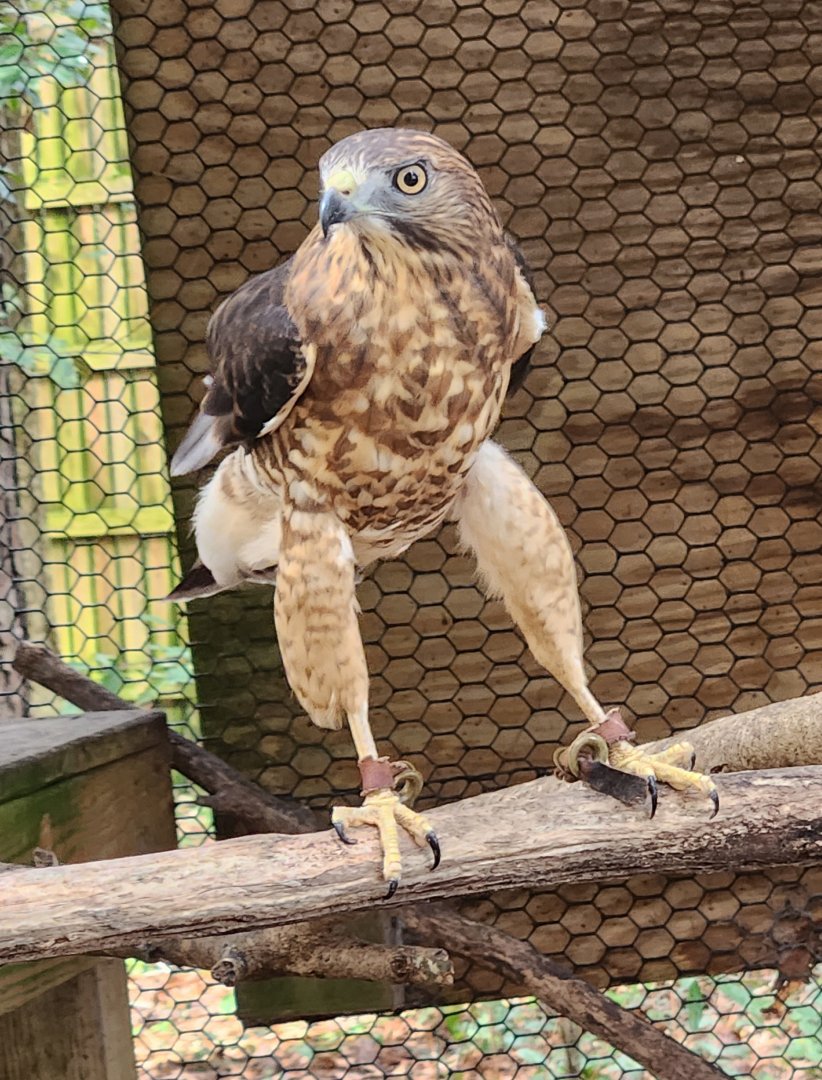 Environmental Studies Center (AL) - Broad-winged Hawk