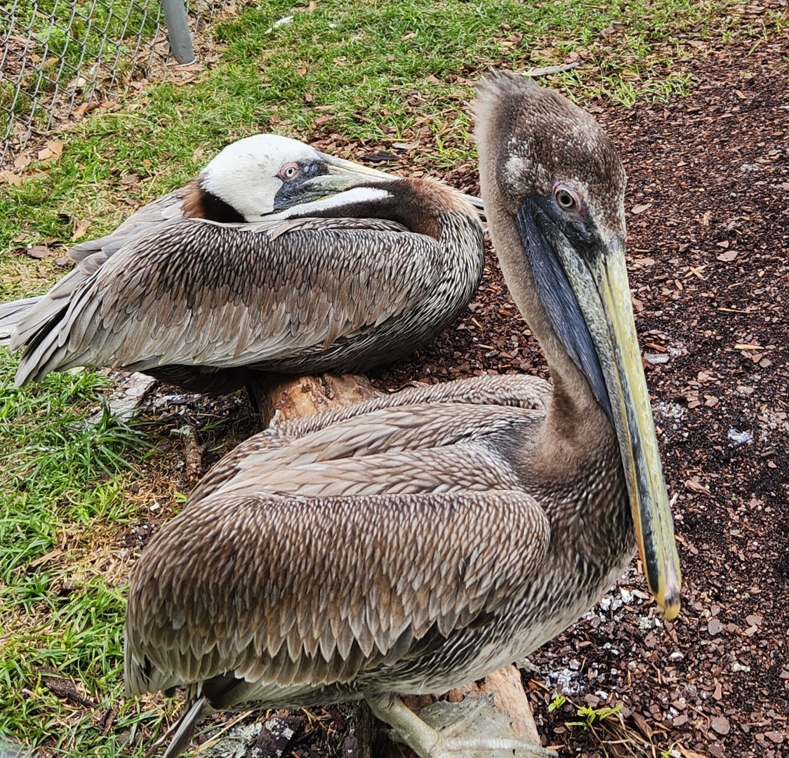 Environmental Studies Center (AL) - Brown Pelicans