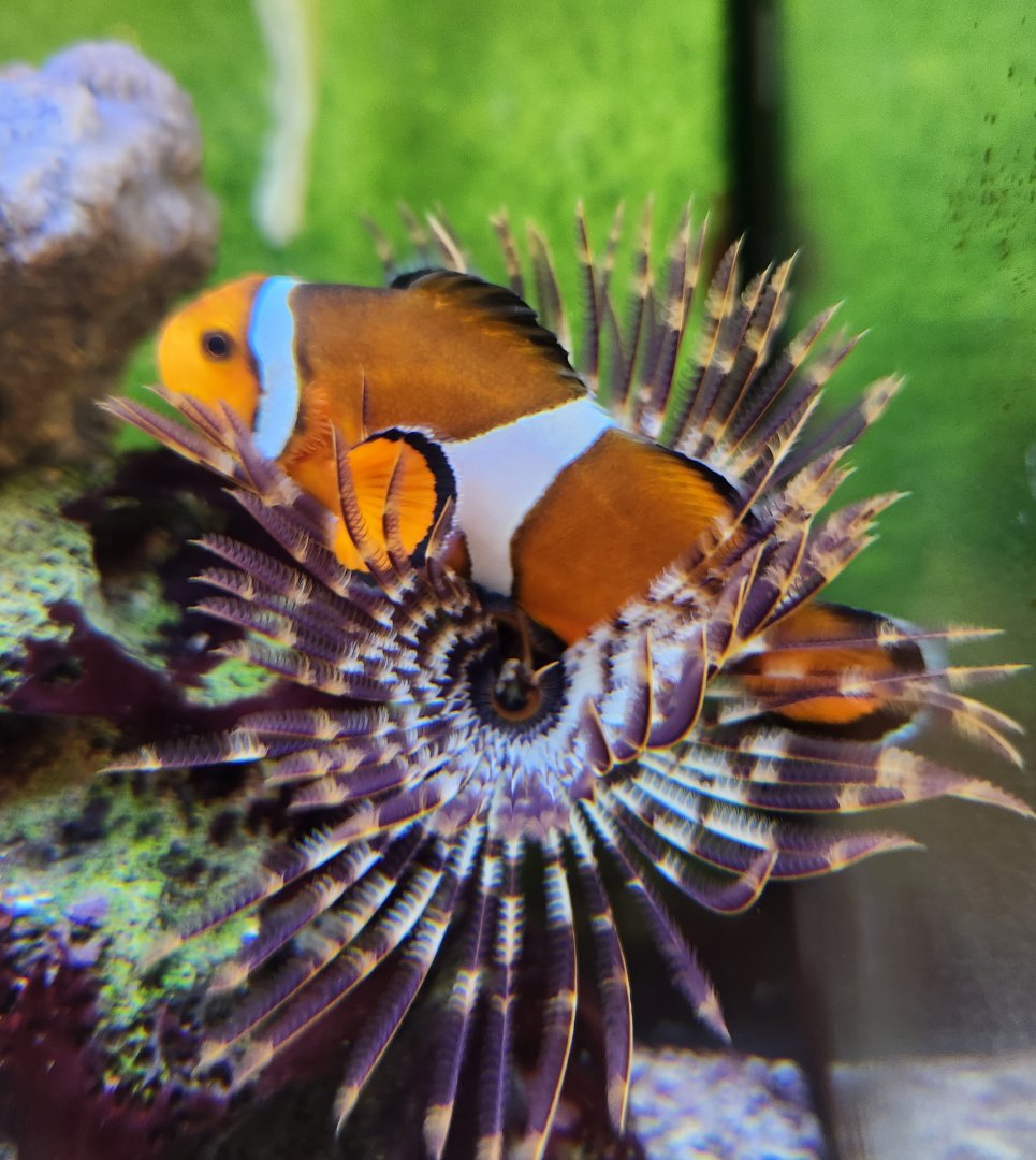 Environmental Studies Center (AL) - Clownfish