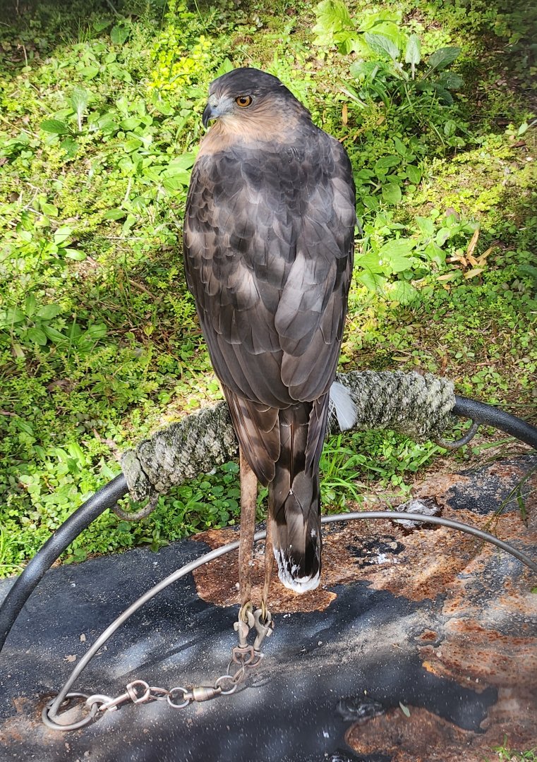 Environmental Studies Center (AL) - Cooper's Hawk
