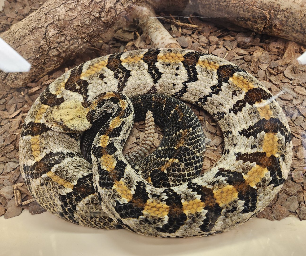 Environmental Studies Center (AL) - Crotalus horridus