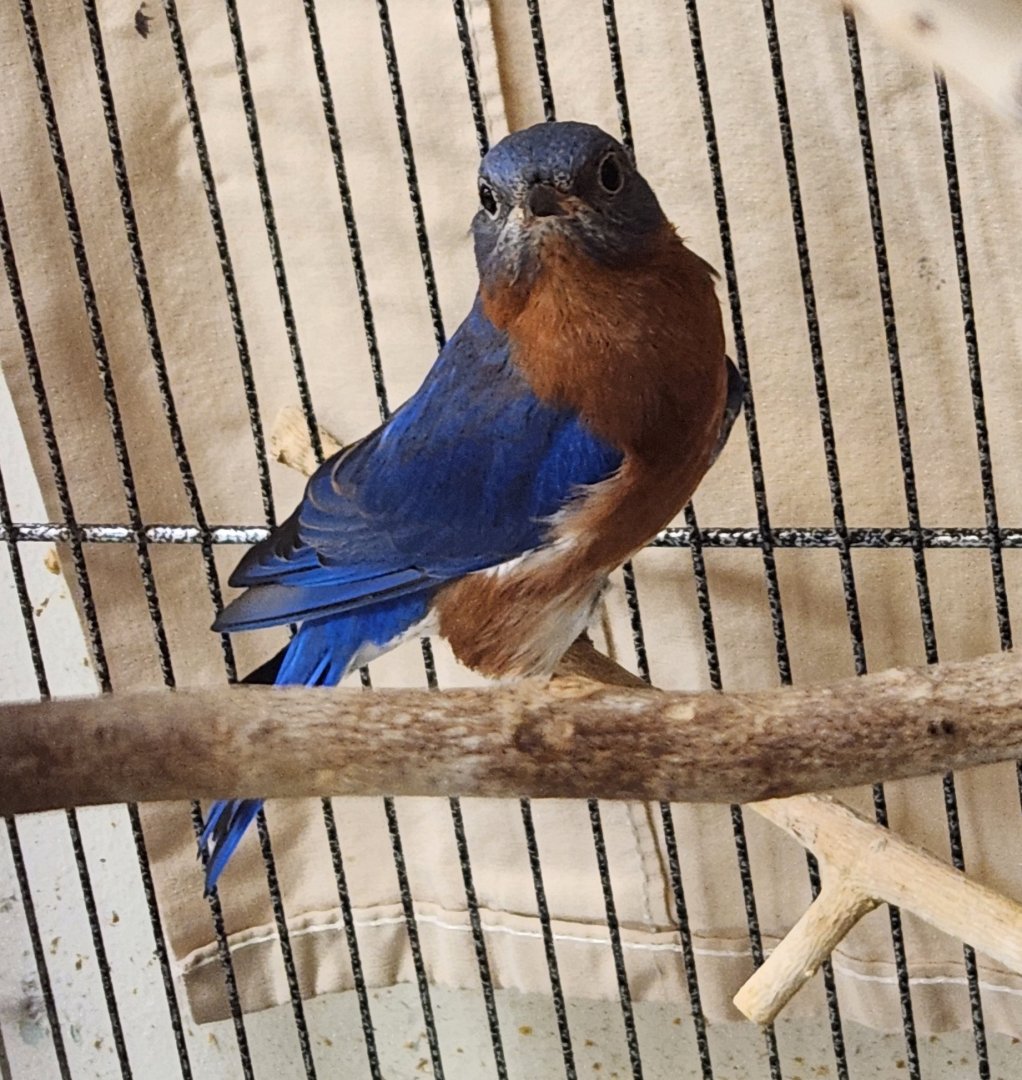 Environmental Studies Center (AL) - Eastern Bluebird