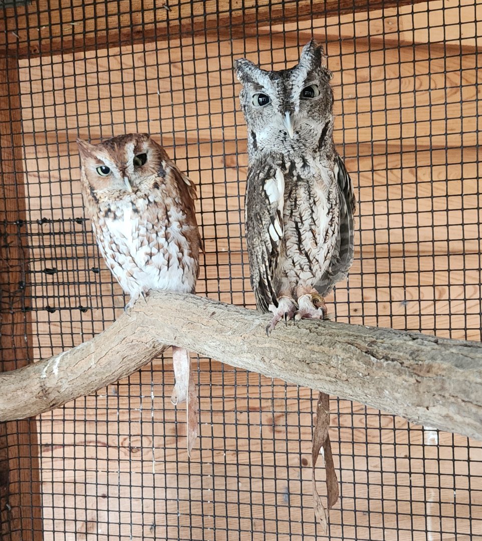 Environmental Studies Center (AL) - Eastern Screech Owl