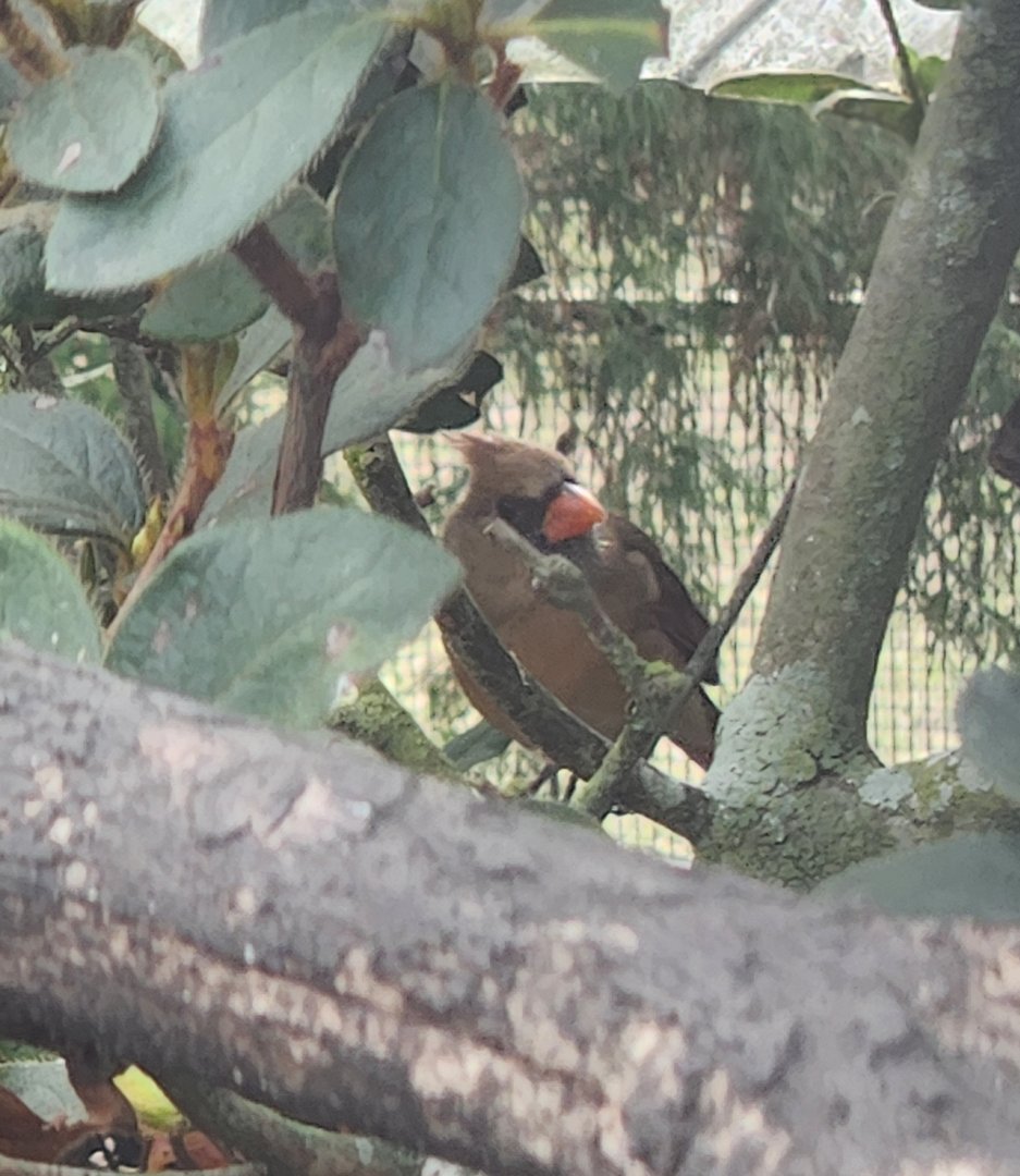 Environmental Studies Center (AL) - Female cardinal