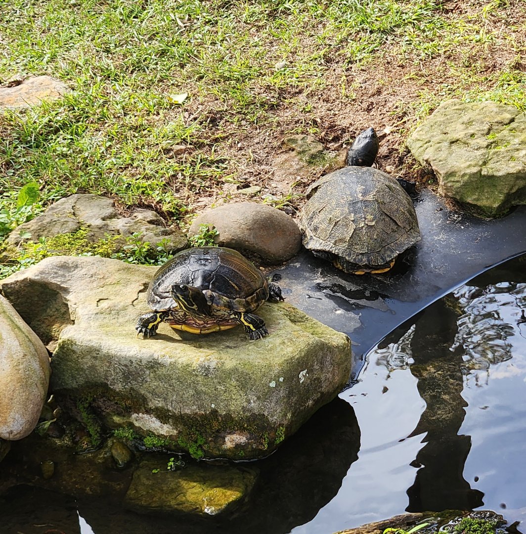 Environmental Studies Center (AL) - Freshwater turtles