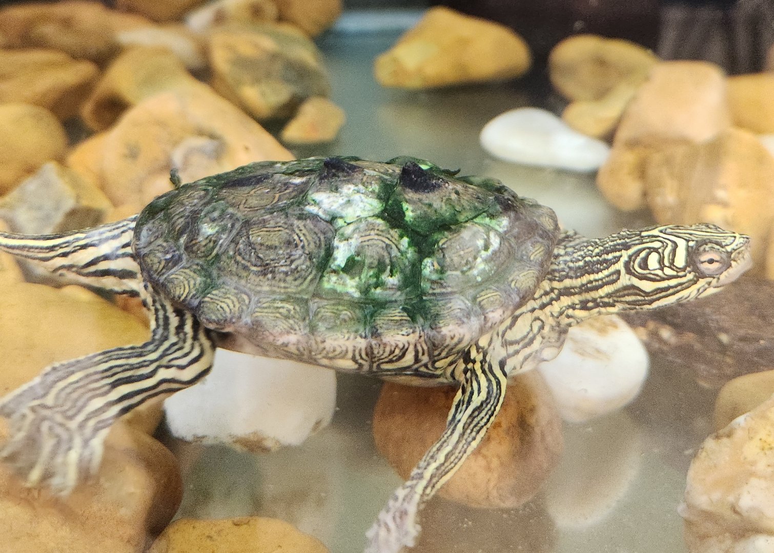 Environmental Studies Center (AL) - Graptemys nigrinoda