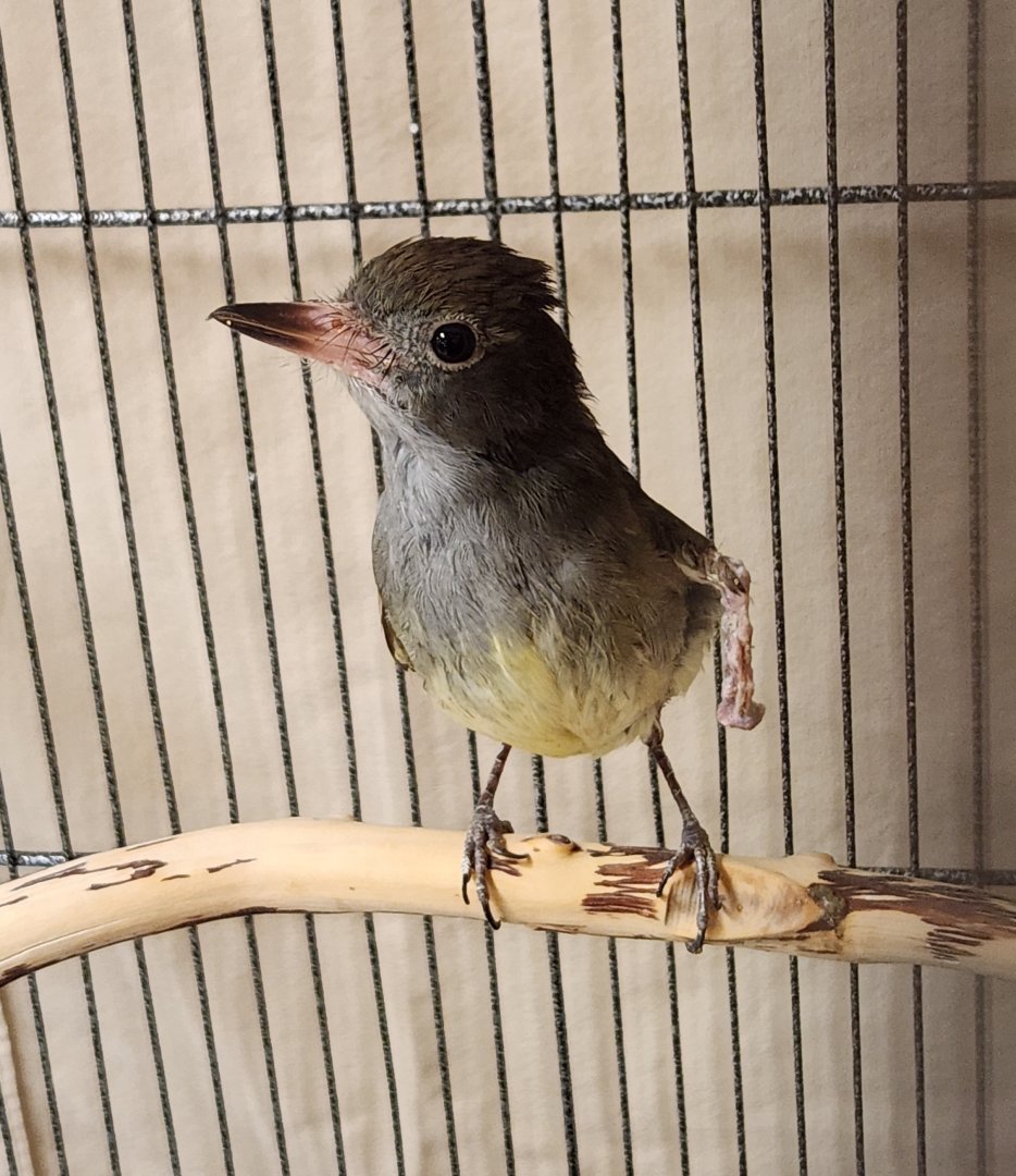 Environmental Studies Center (AL) - Great Crested Flycatcher