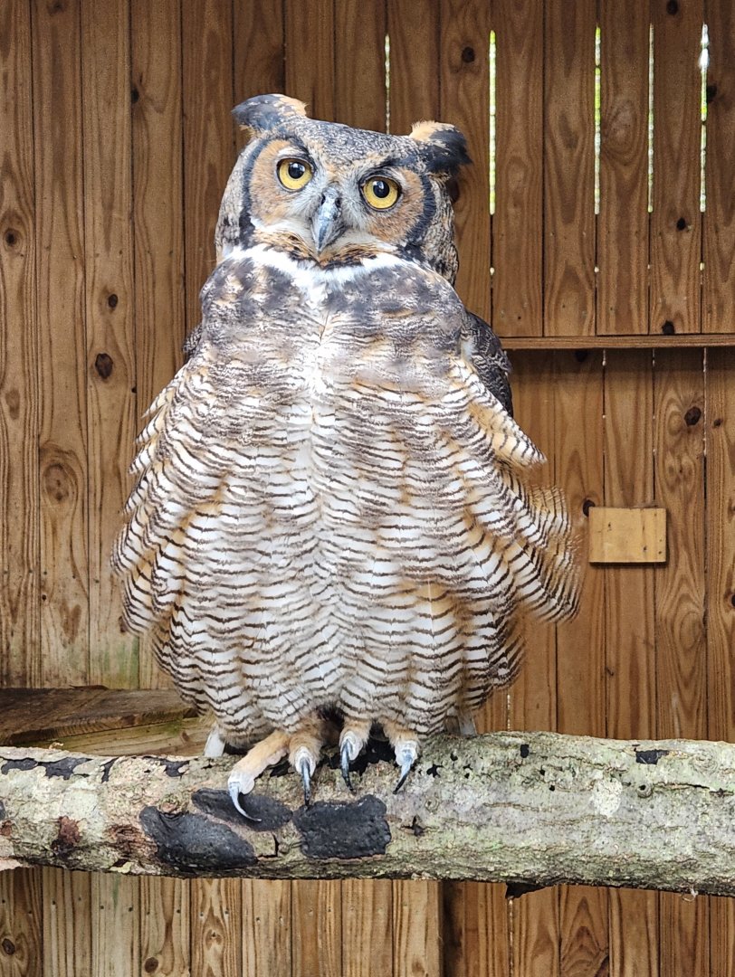 Environmental Studies Center (AL) - Great Horned Owl