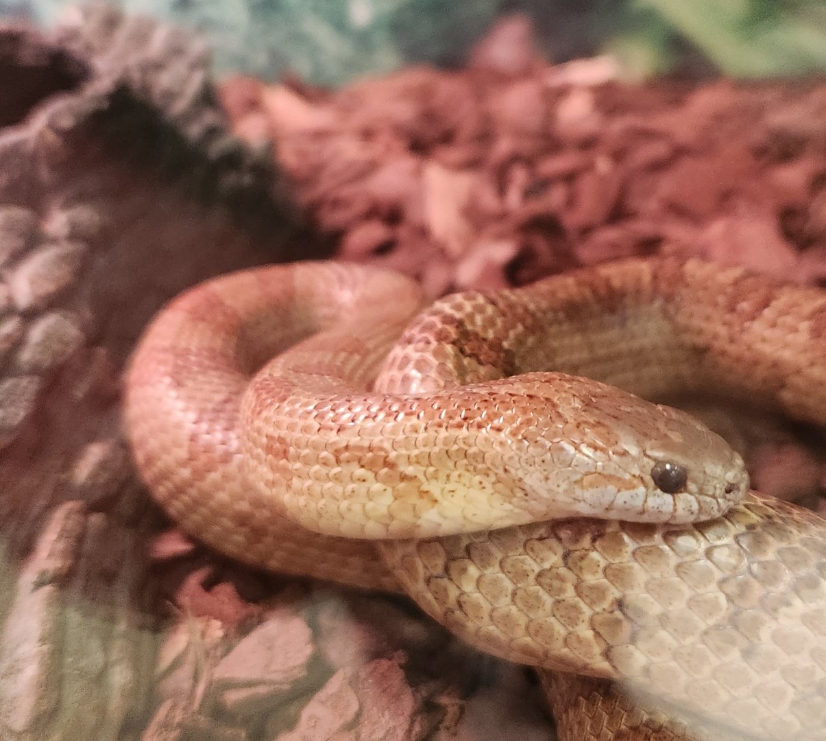 Environmental Studies Center (AL) - Lampropeltis rhombomaculata