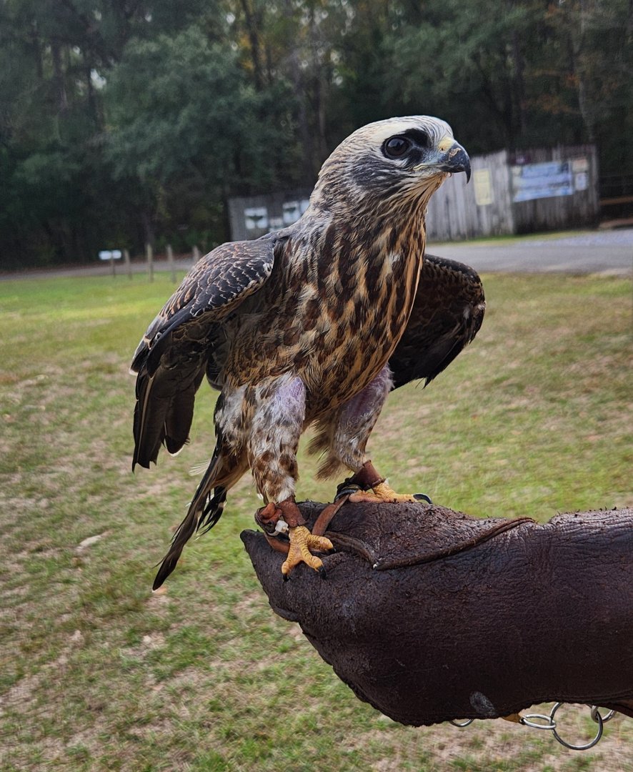 Environmental Studies Center (AL) - Mississippi Kite (juvenile)