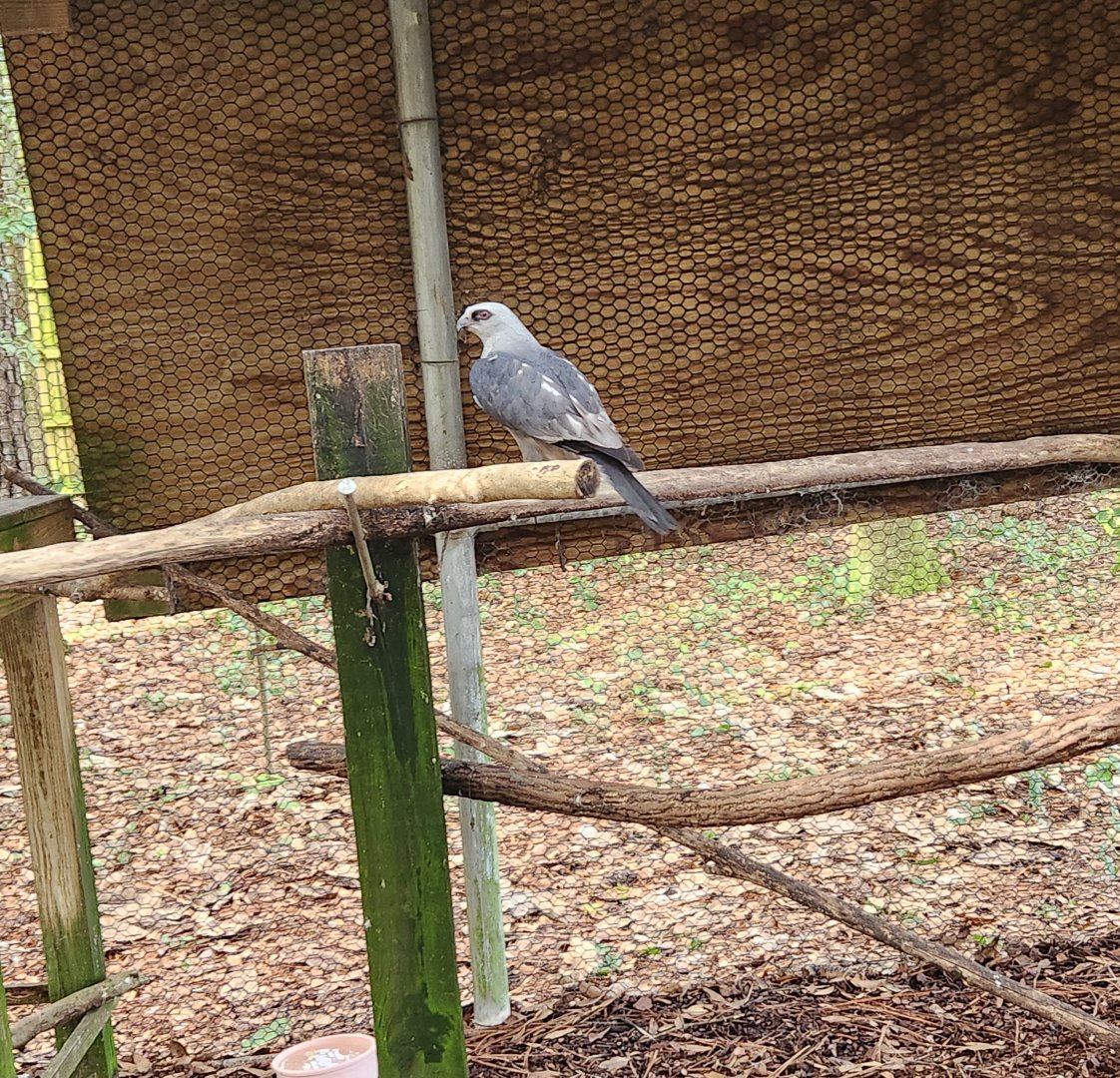 Environmental Studies Center (AL) - Mississippi Kite