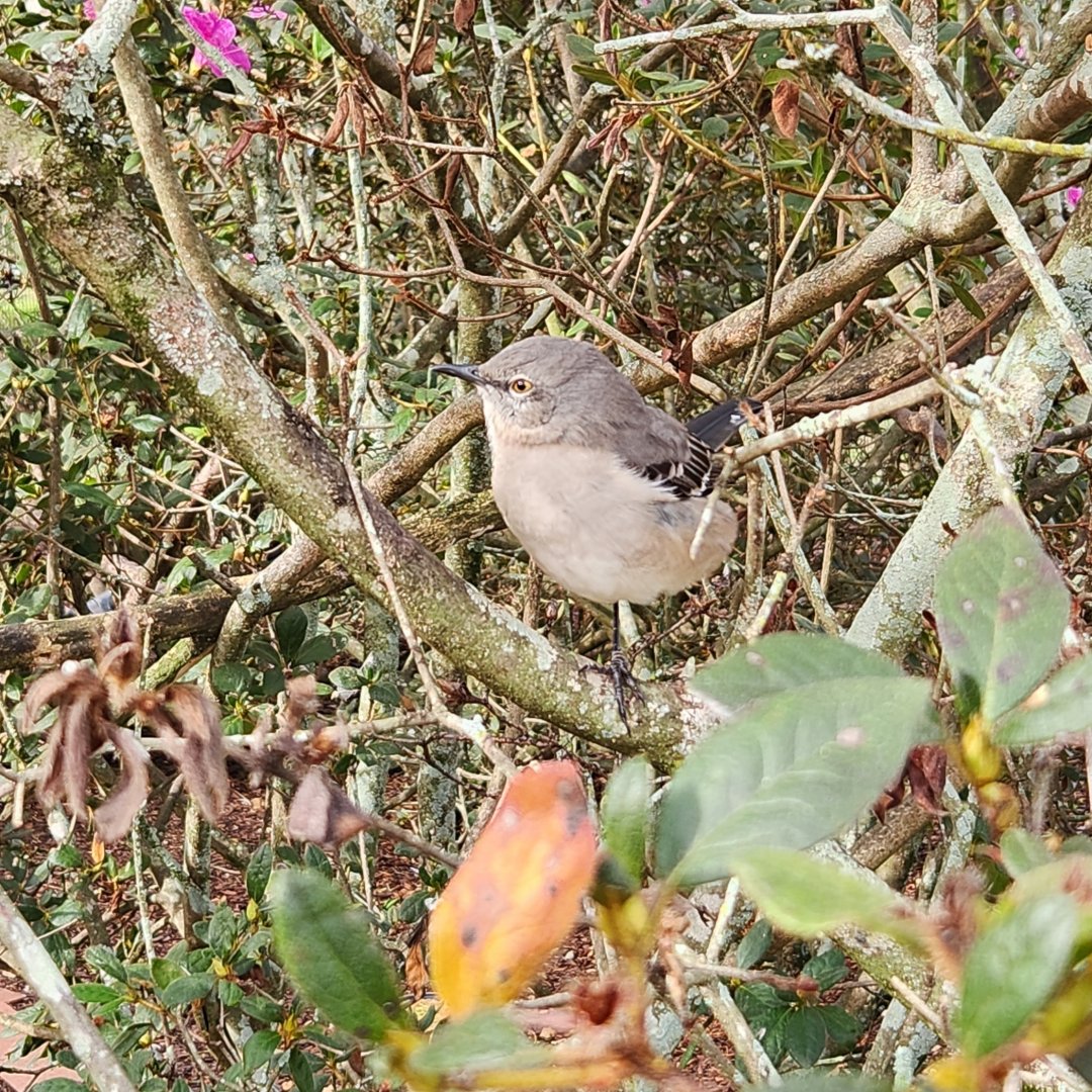 Environmental Studies Center (AL) - Northern Mockingbird