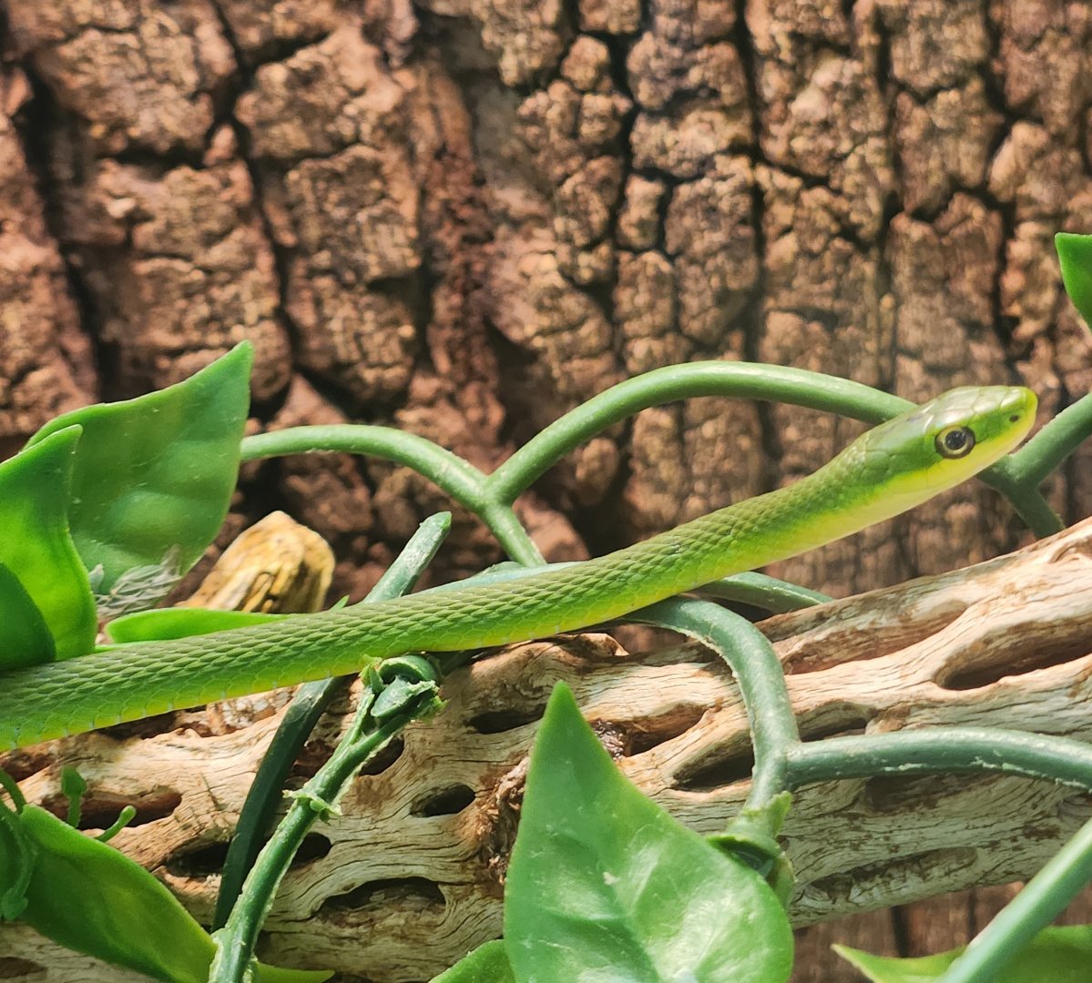 Environmental Studies Center (AL) - Opheodrys aestivus