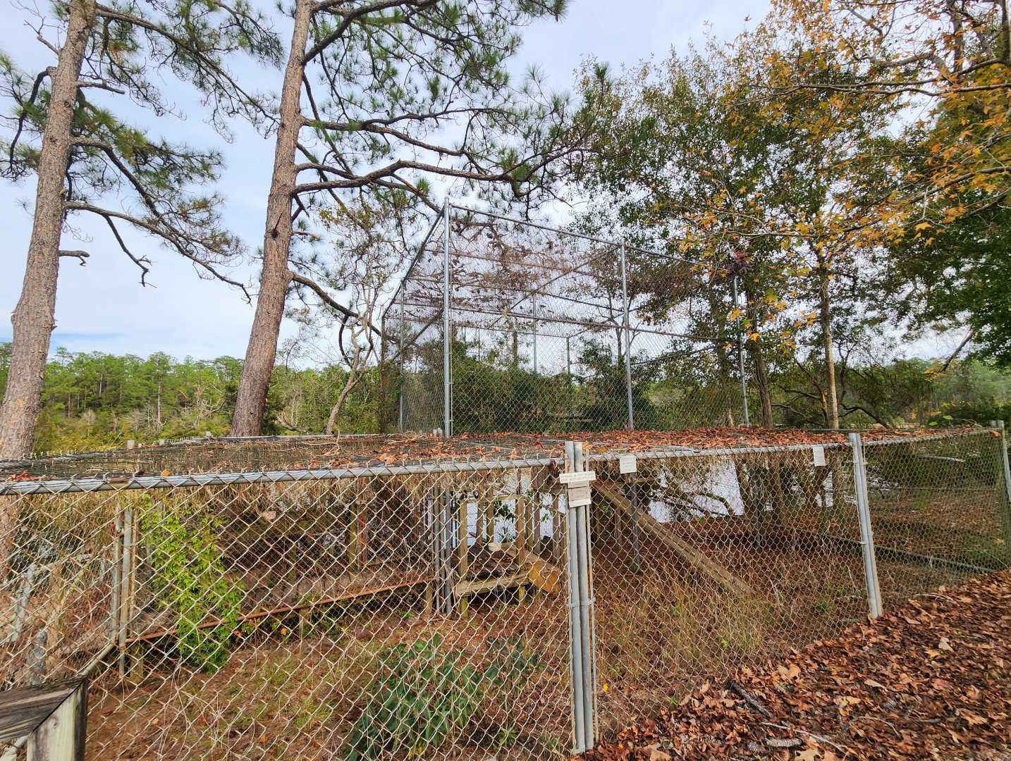 Environmental Studies Center (AL) - Raccoon enclosure