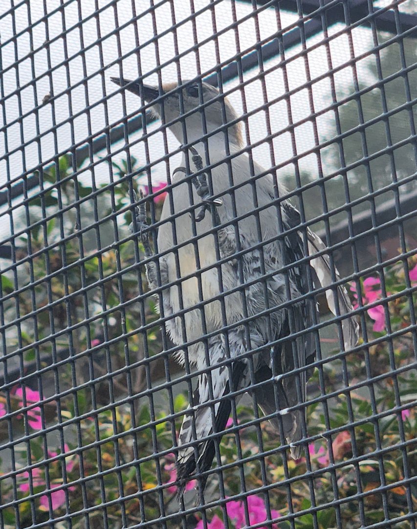 Environmental Studies Center (AL) - Red-bellied Woodpecker