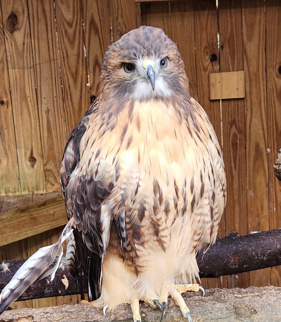 Environmental Studies Center (AL) - Red-tailed Hawk