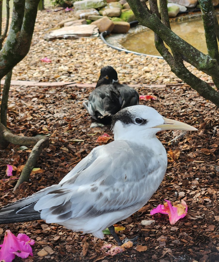 Environmental Studies Center (AL) - Royal Tern