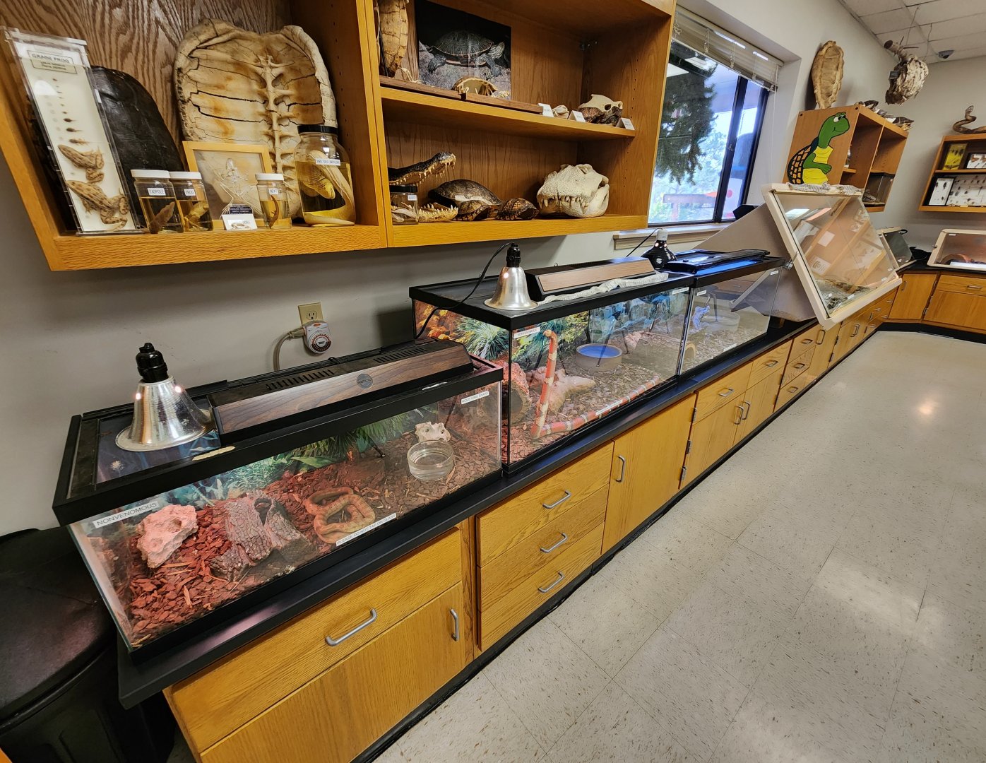 Environmental Studies Center (AL) - Snake exhibits