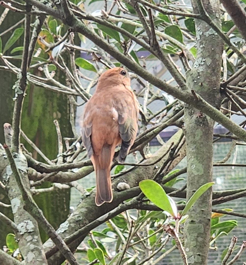 Environmental Studies Center (AL) - Summer Tanager