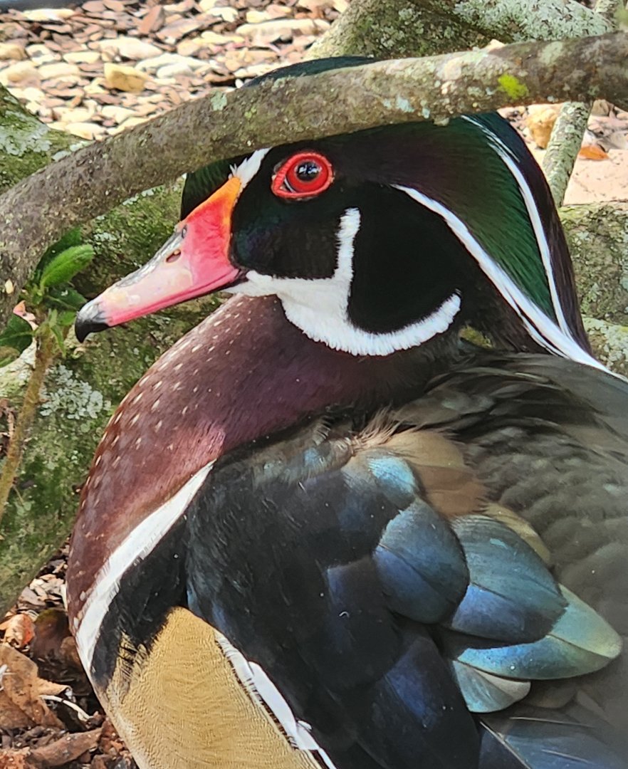 Environmental Studies Center (AL) - Wood Duck