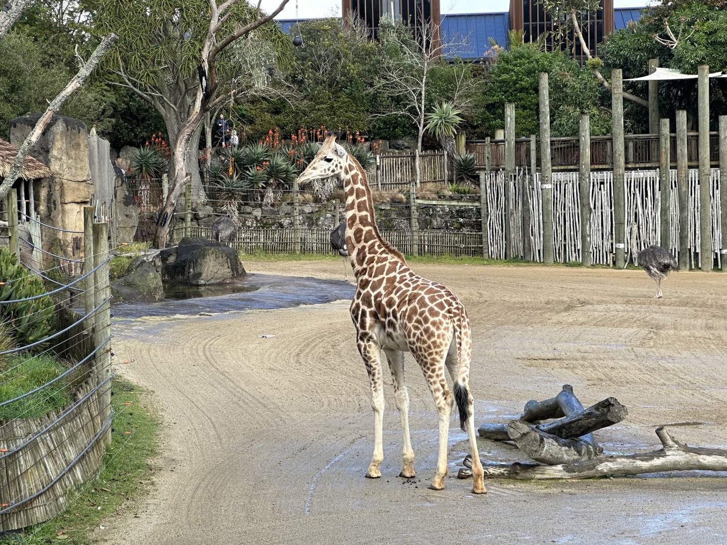 Enzi (19 Months Old)