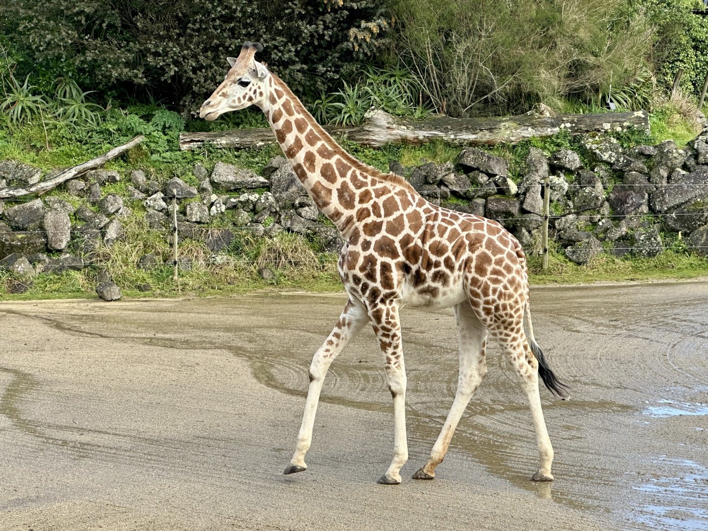 Enzi (19 Months Old)