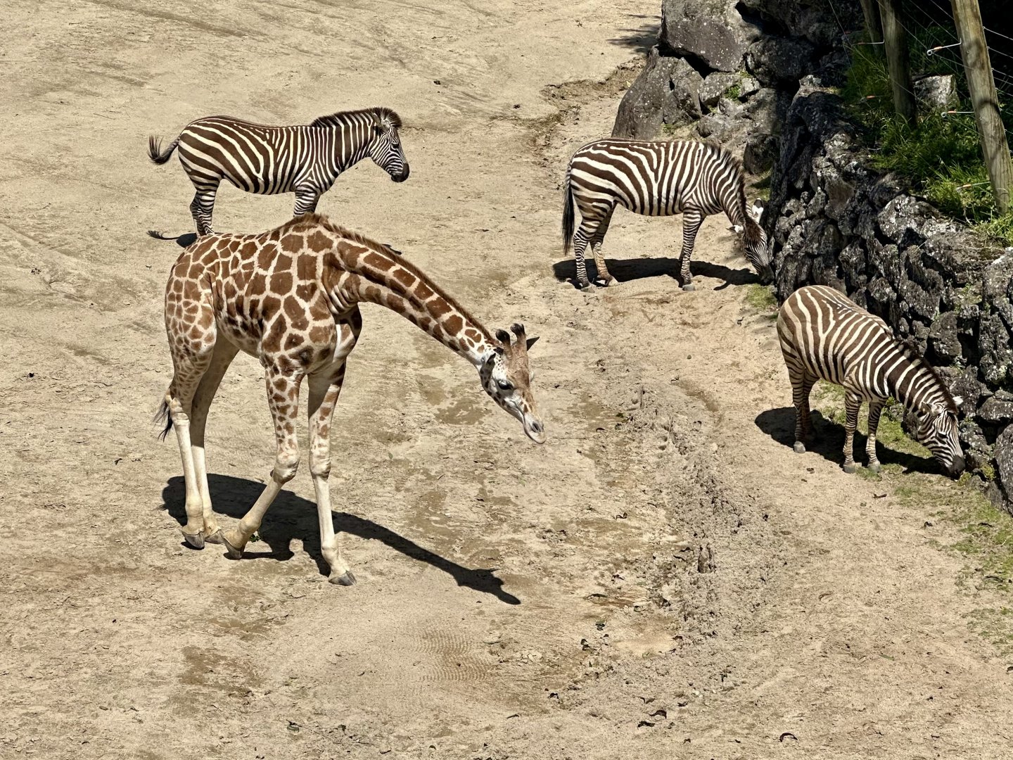 Enzi (22 Months Old)