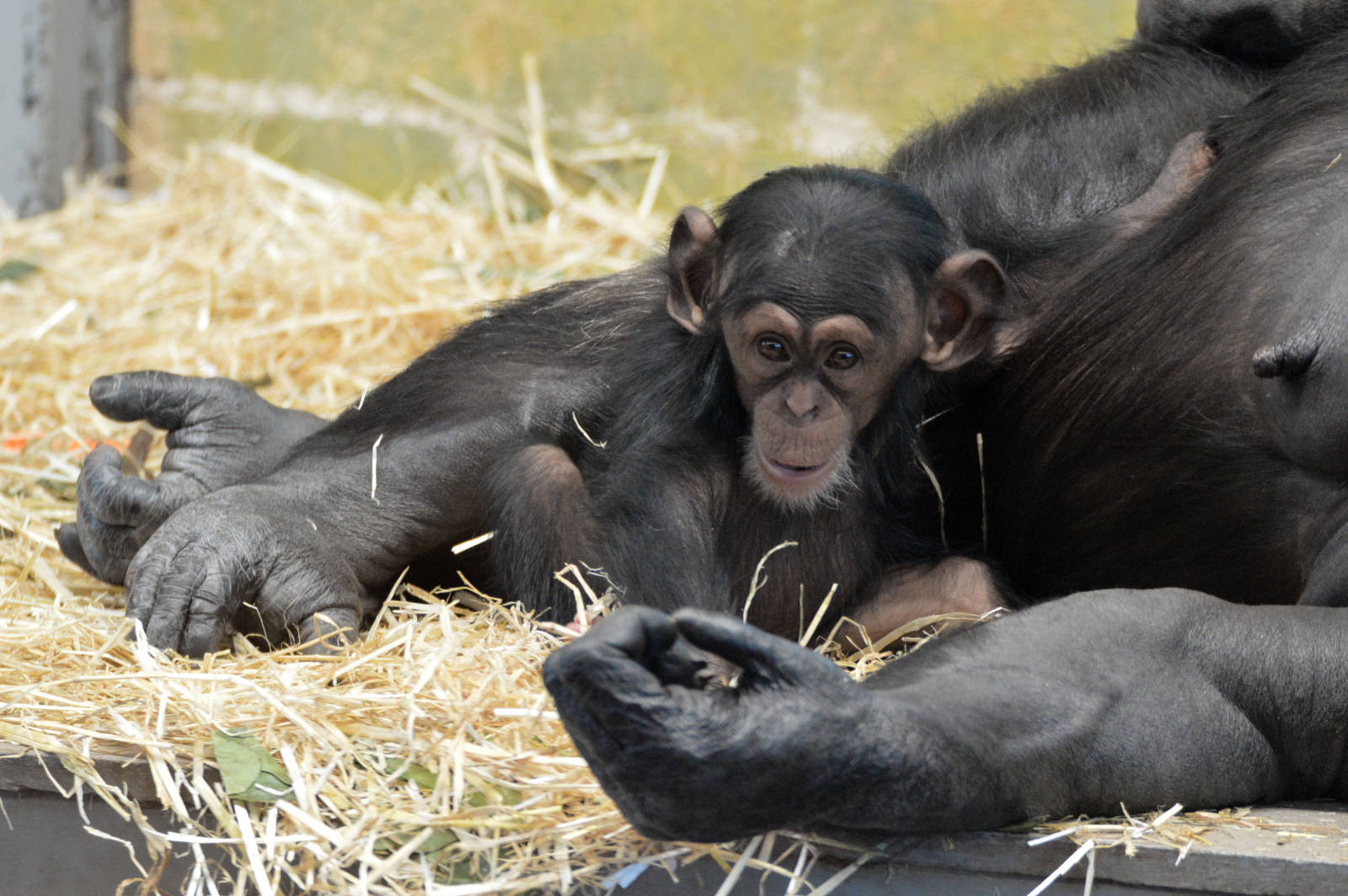 Enzi, five months old