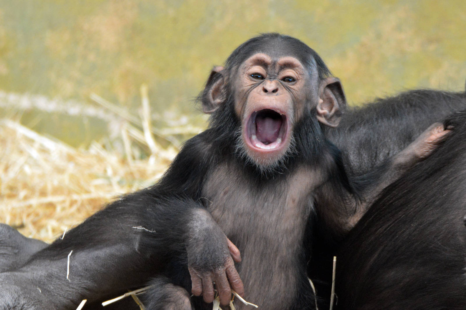 Enzi, five months old