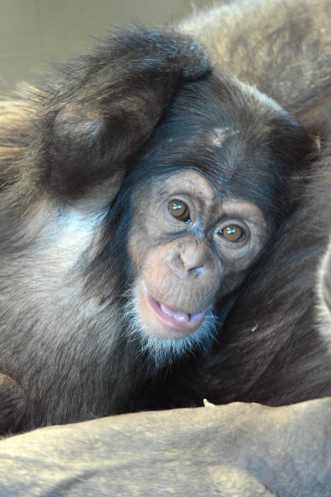 Enzi, five months old