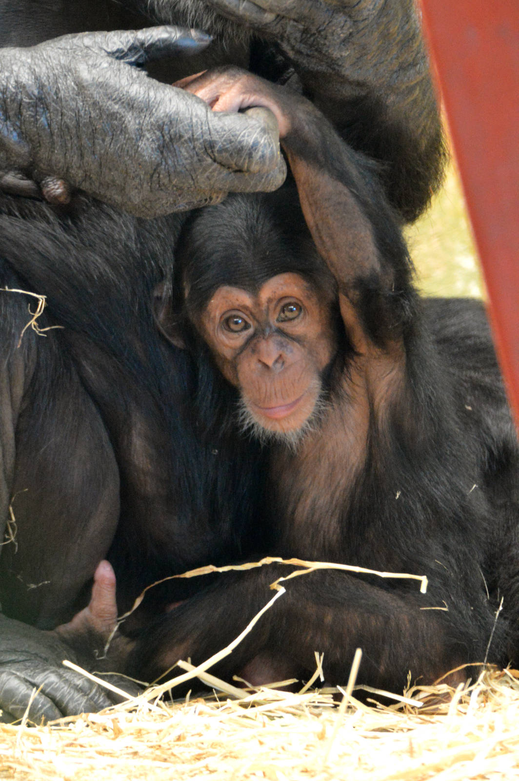 Enzi, four months old