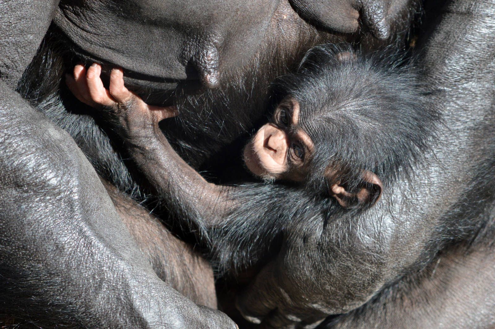 Enzi, four weeks old