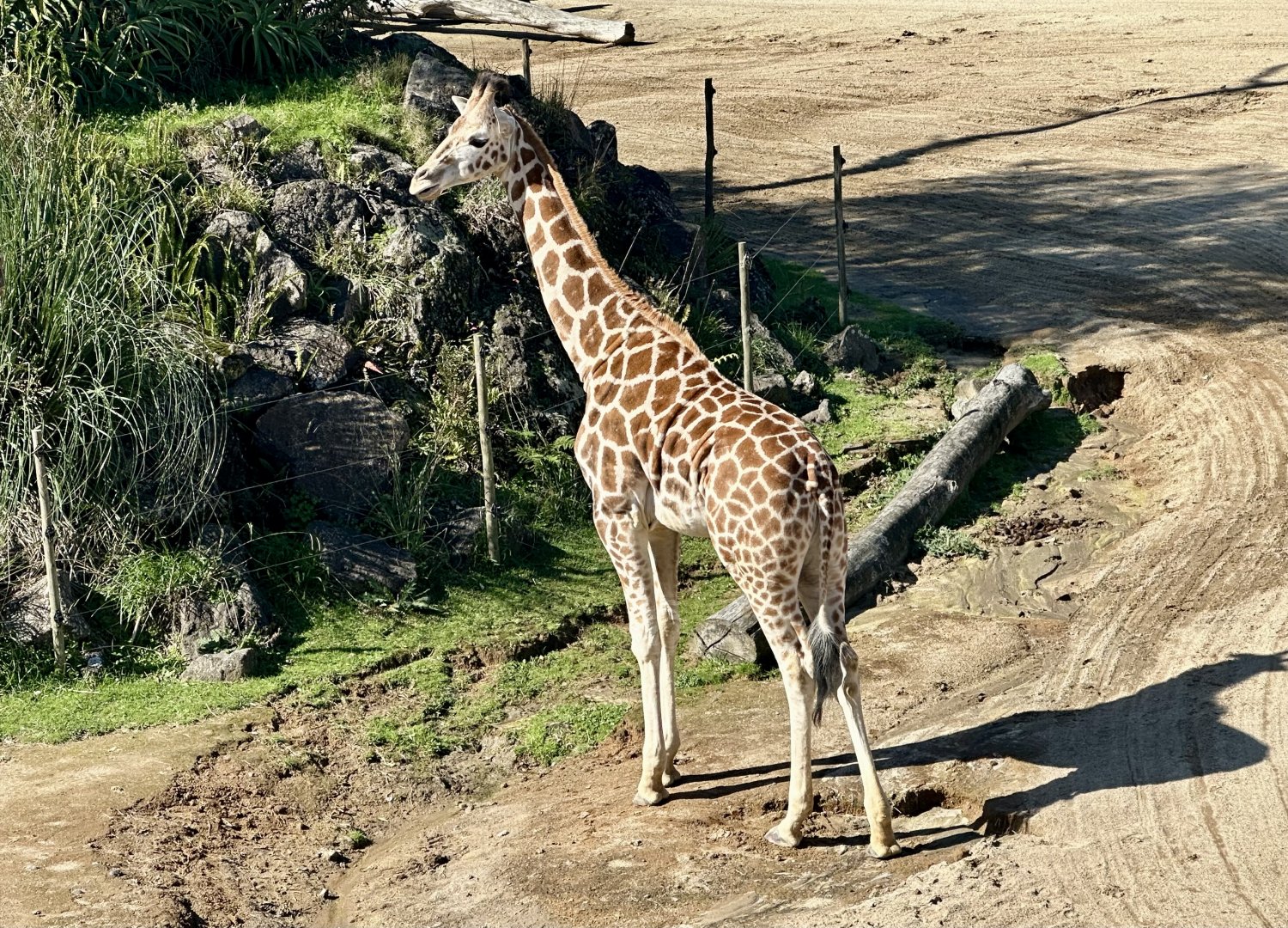 Enzi (Giraffe)