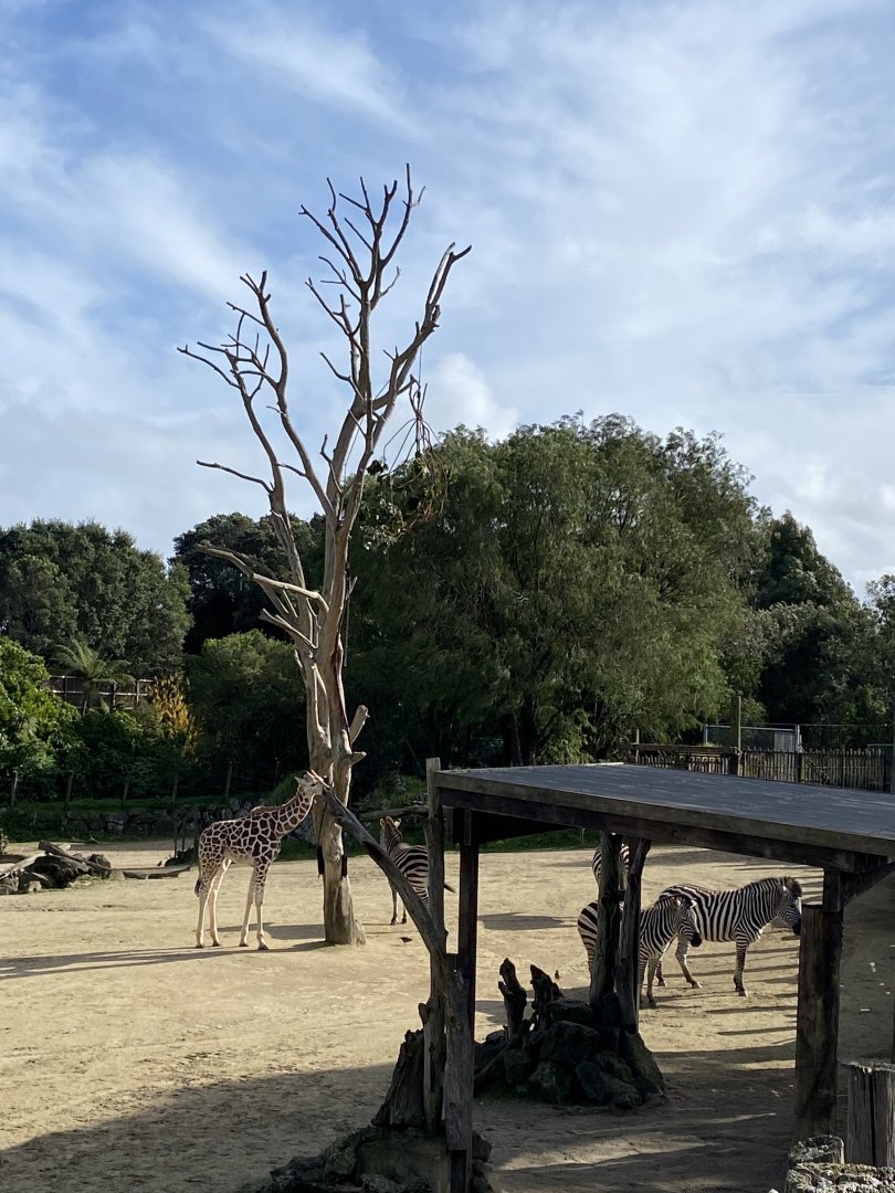 Enzi the giraffe and the zebra