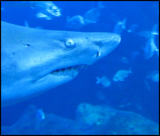 Enzo = Plymouth Aquarium 2009