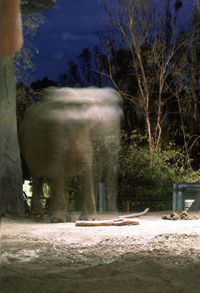 EO elephant at night