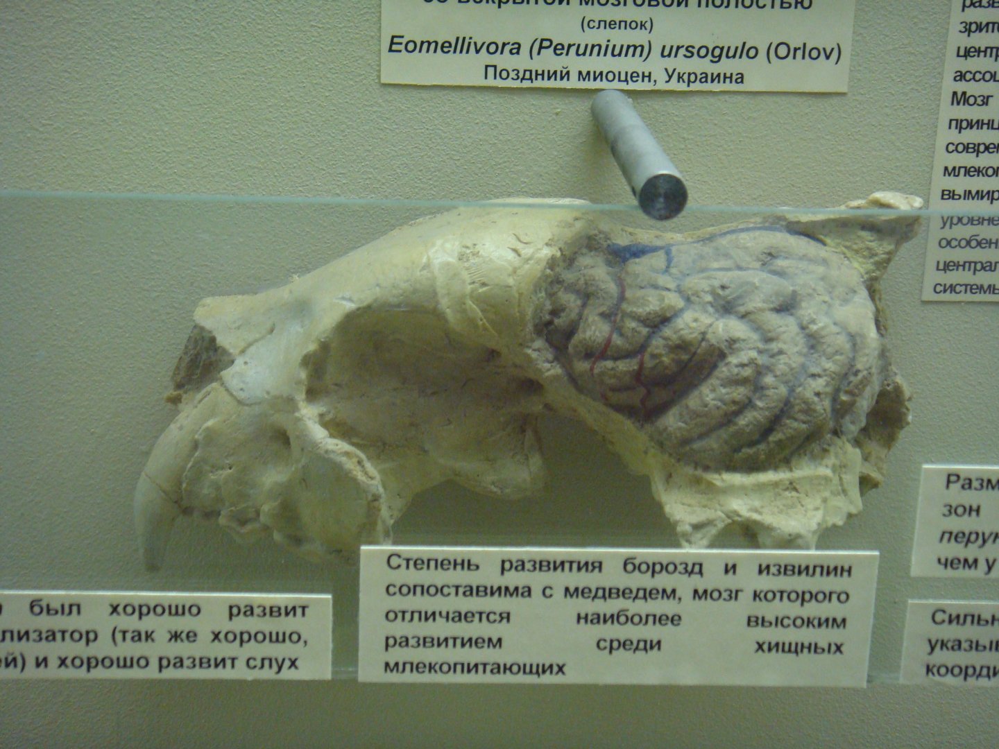 Eomellivora (Perunium) ursogulo endocast