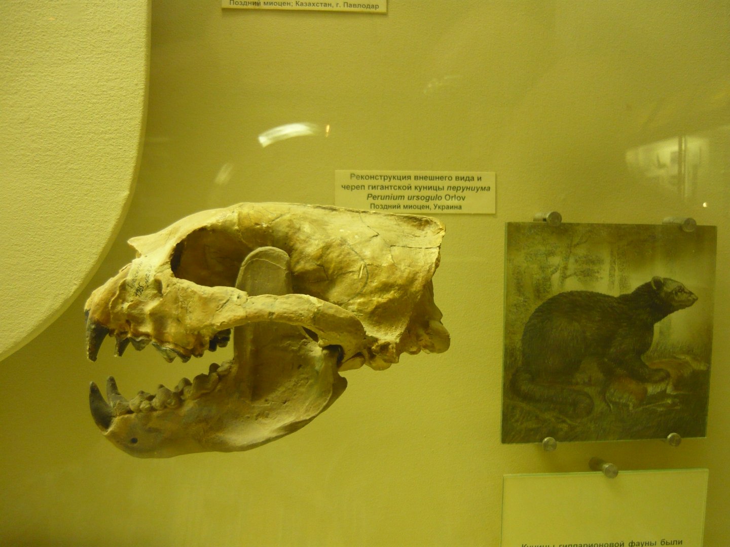 Eomellivora (Perunium) ursogulo skull