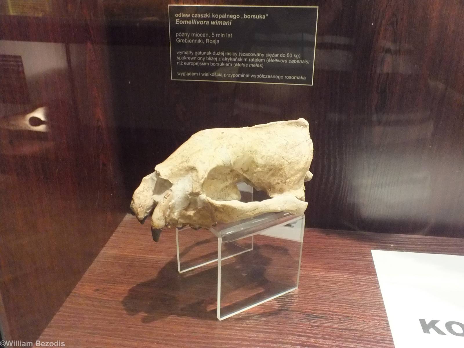 Eomellivora wimani - Warsaw Museum of Evolution