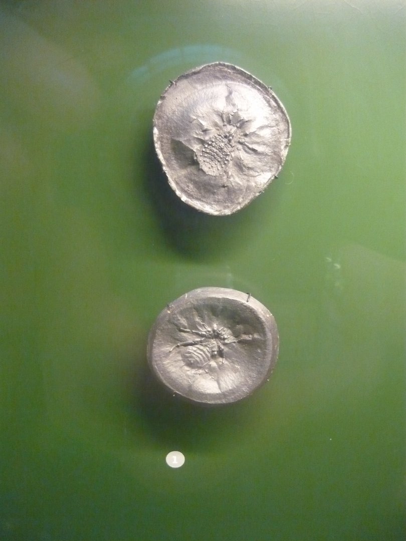 Eophrynus prestvicii