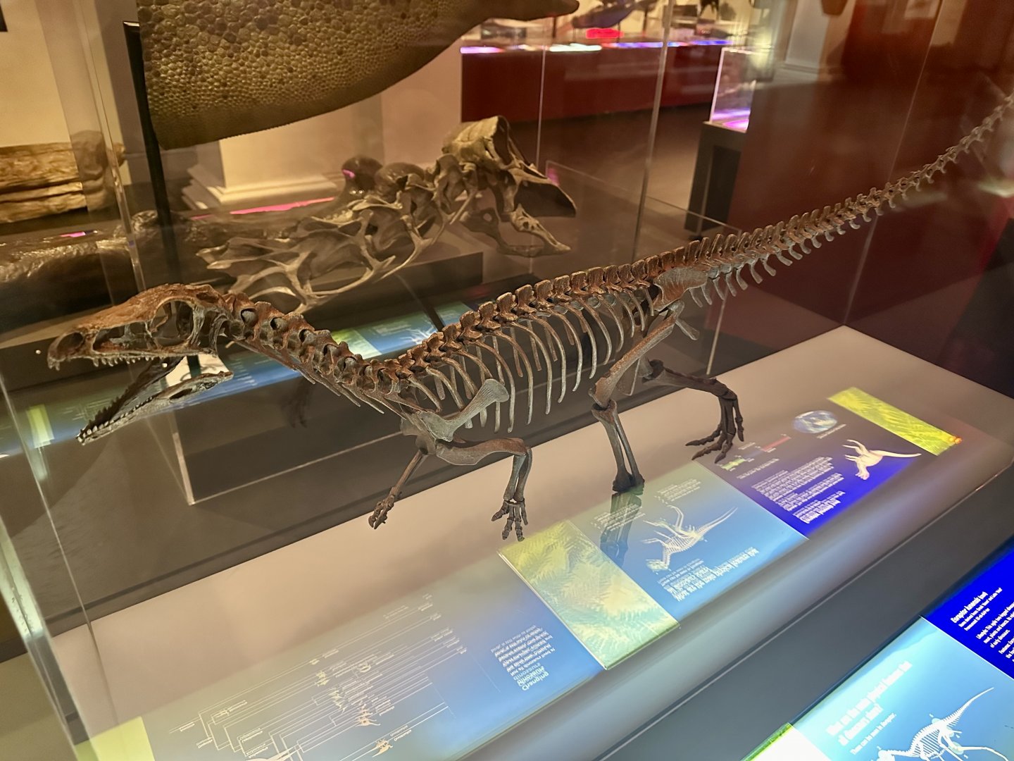 Eoraptor lunensis (cast)