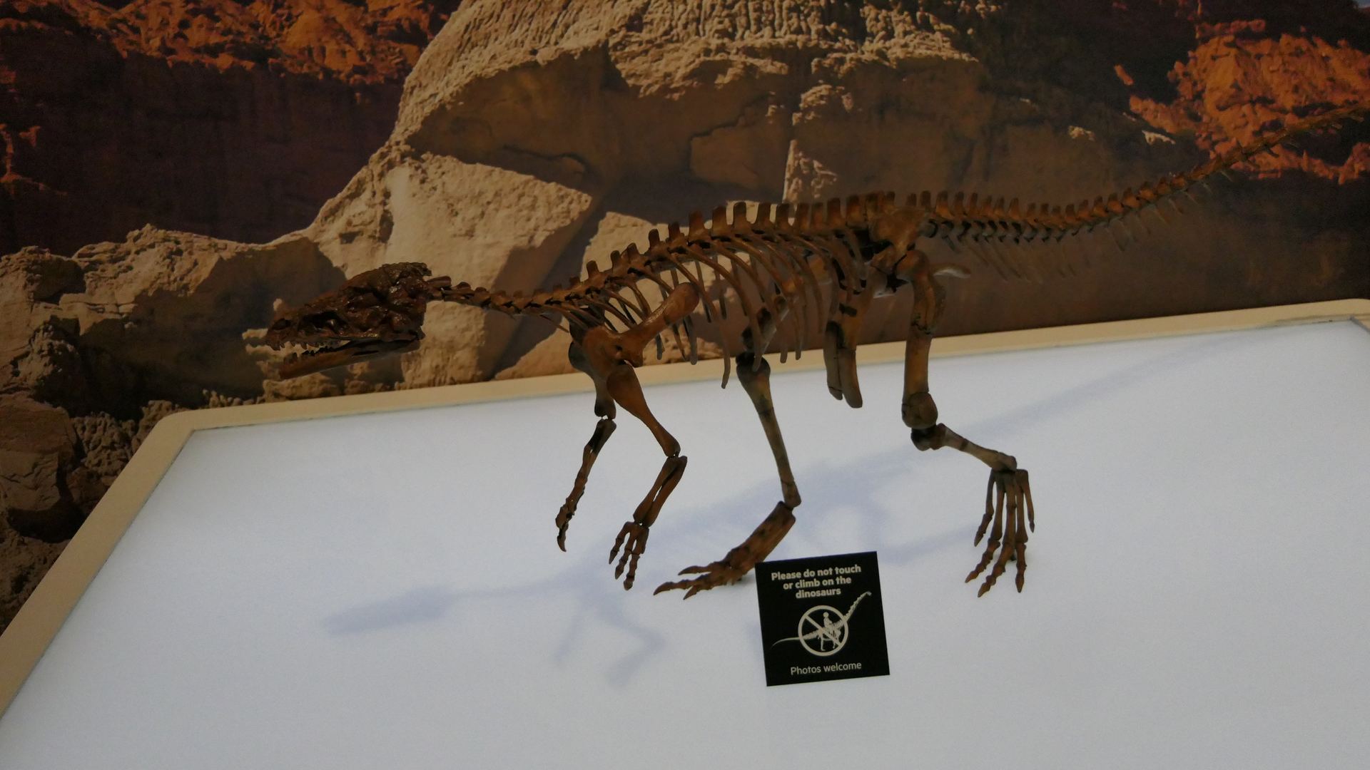 Eoraptor lunensis - Dinosaurs of Patagonia