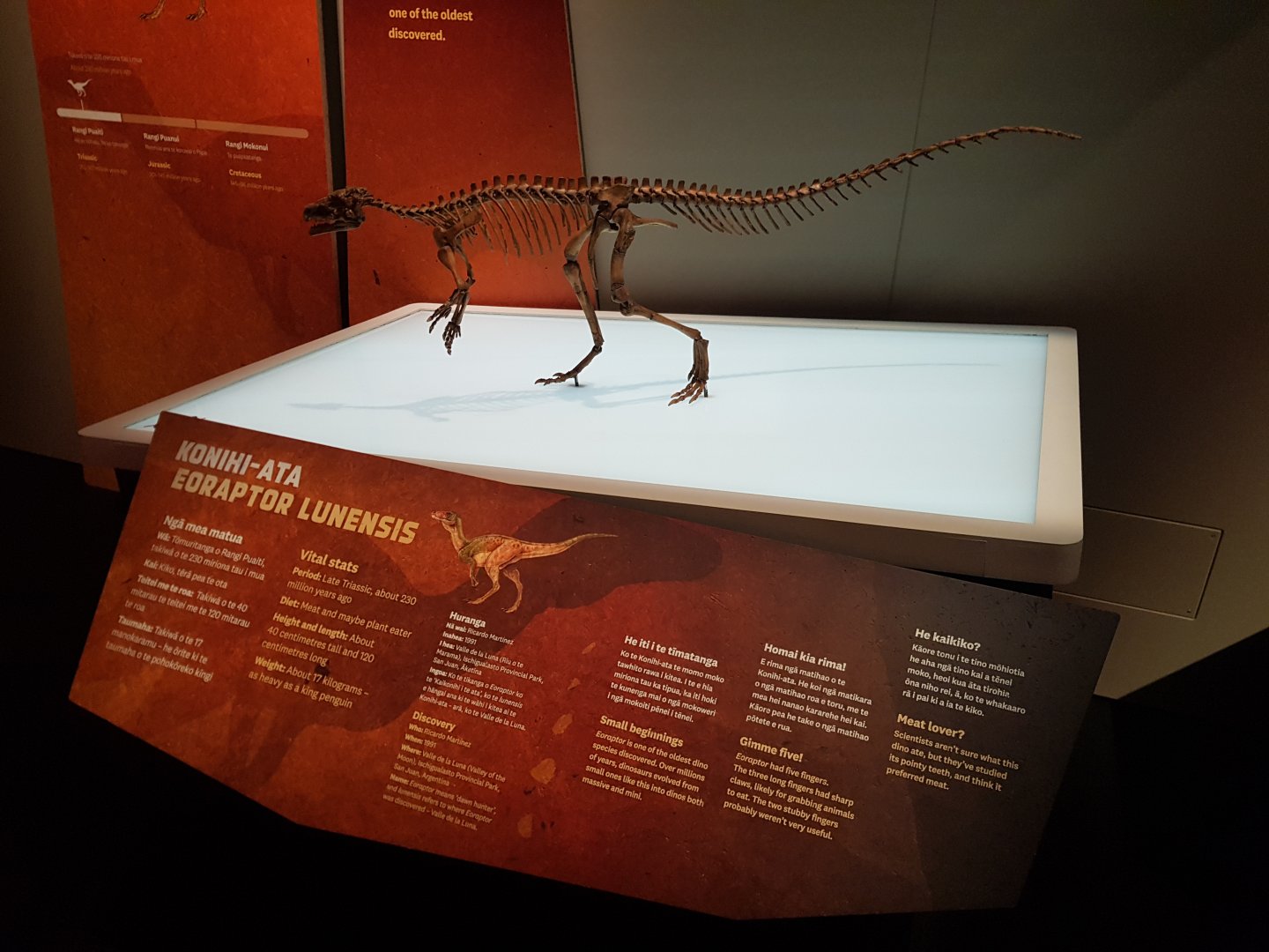 Eoraptor Lunensis - Ngā Taniwha o Rūpapa | Dinosaurs of Patagonia, Te Papa