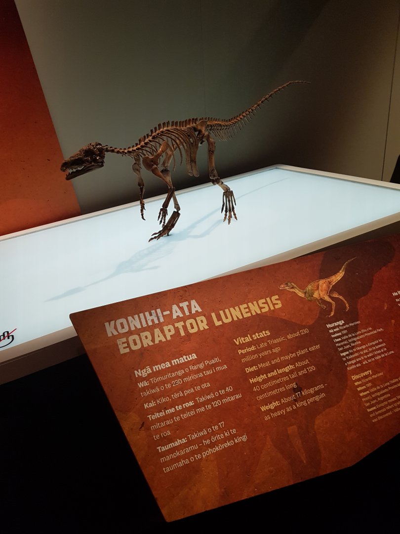 Eoraptor Lunensis - Ngā Taniwha o Rūpapa | Dinosaurs of Patagonia, Te Papa