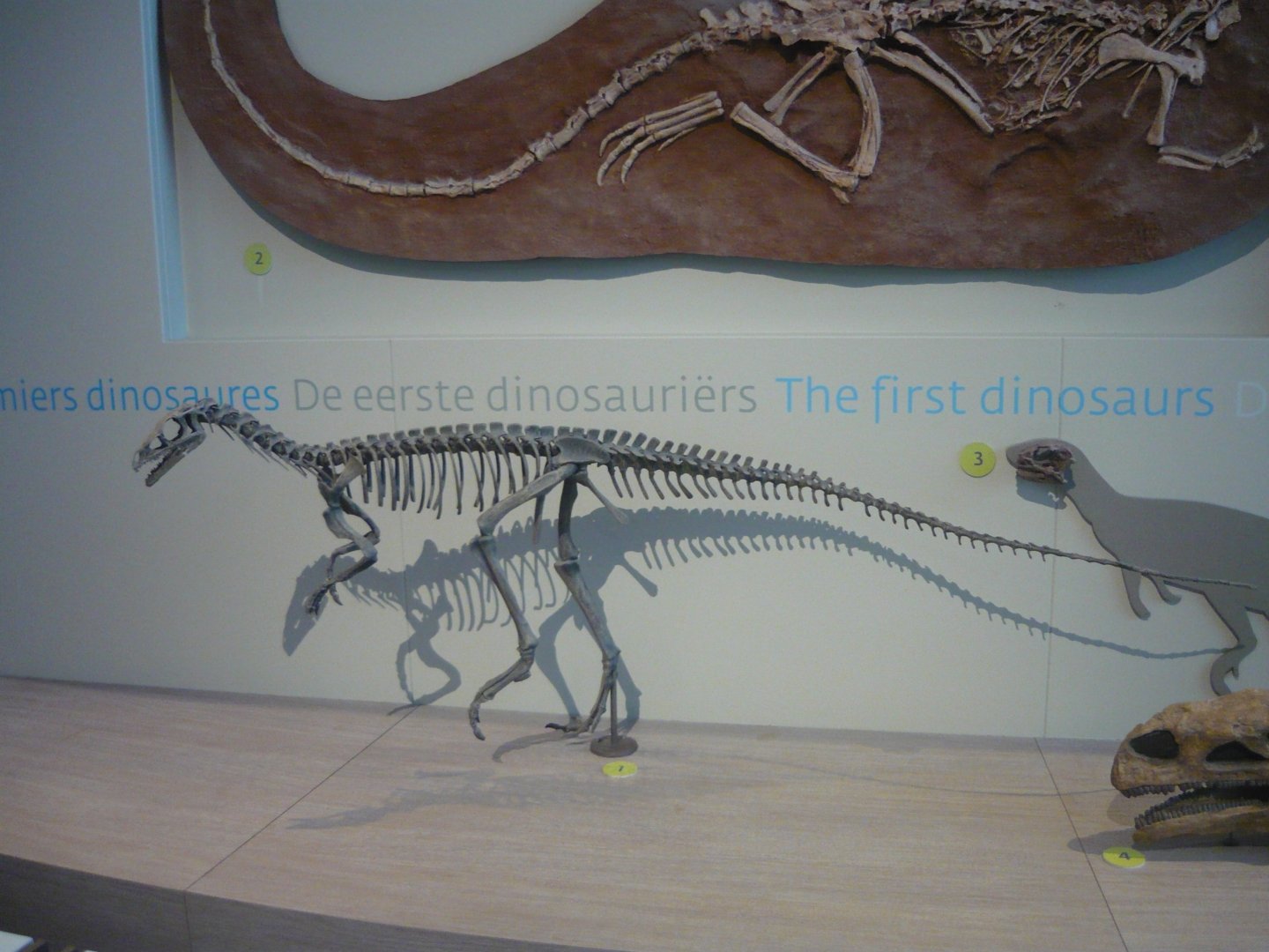 Eoraptor skeleton (model)