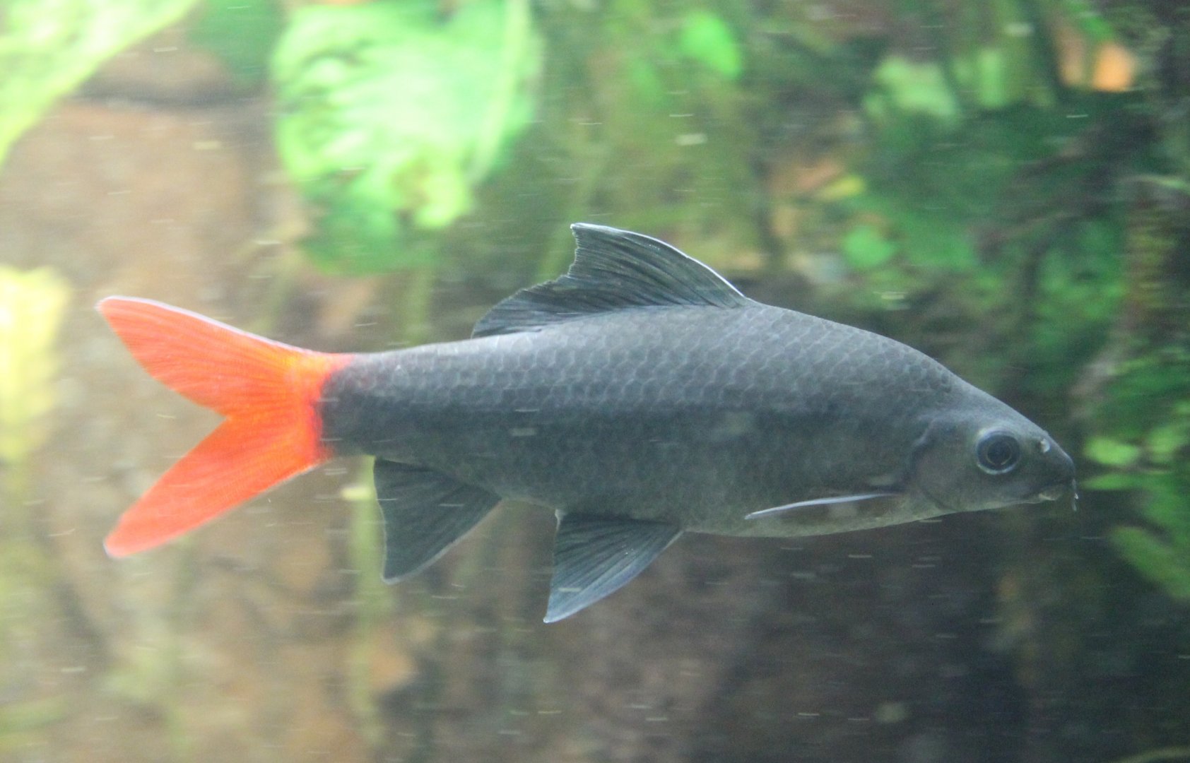 Epalzeorhynchos bicolor