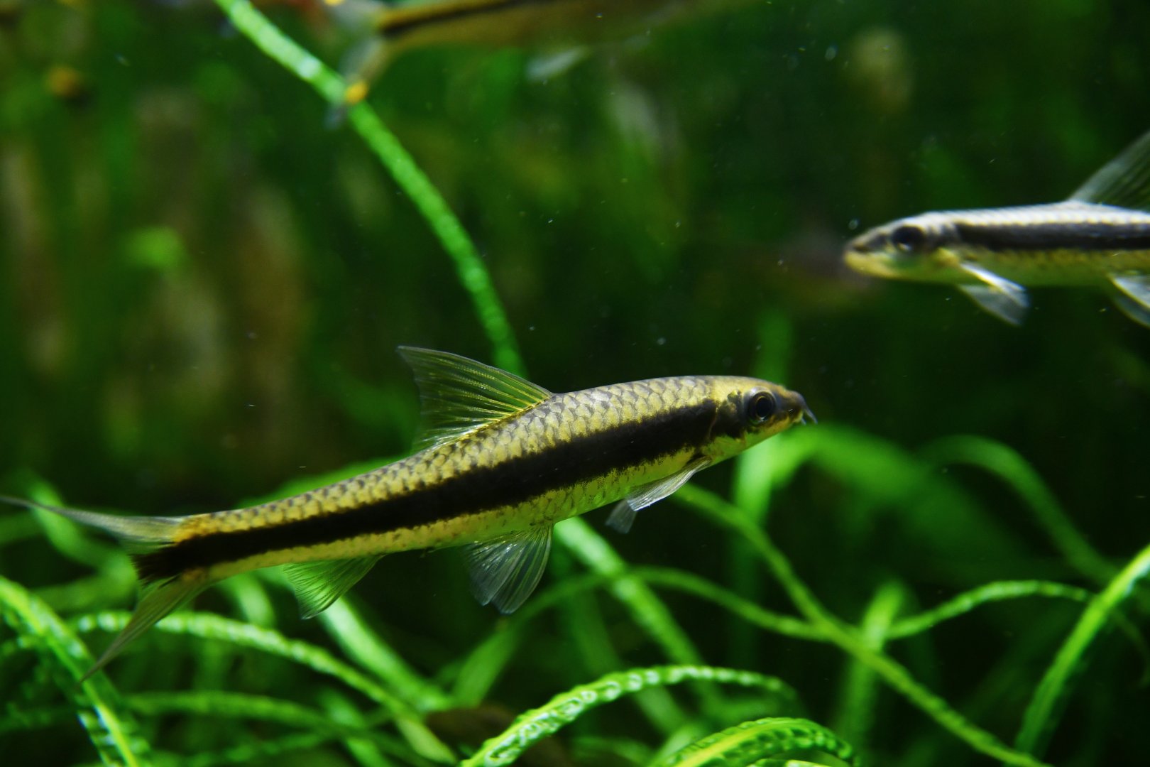 Epalzeorhynchos kalopterus